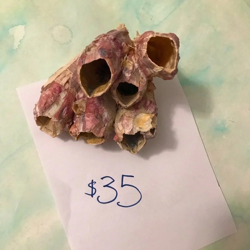 Custom shell bundle — PLEASE READ - Picture 13 of 13